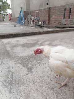 Heeri