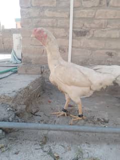 white Heera Aseel breeders and chiks available