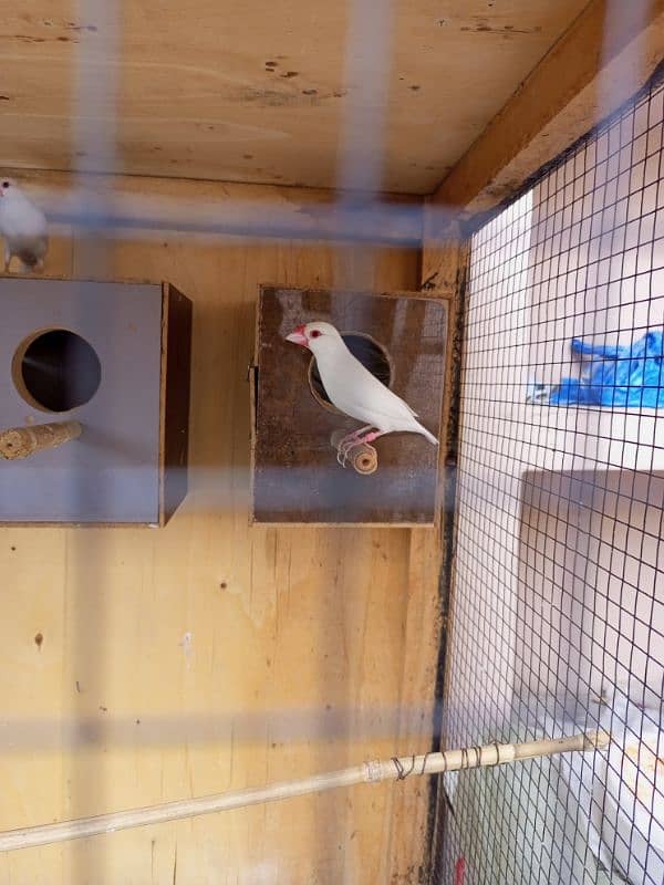Java finch 0