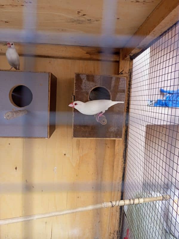 Java finch 1