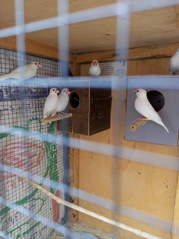 Java finch 2