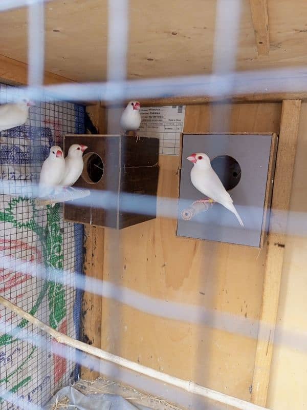 Java finch 3