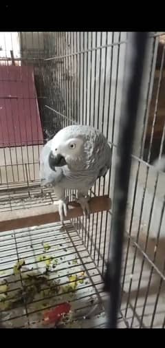 African Grey parrot pair for sale! Breader pair