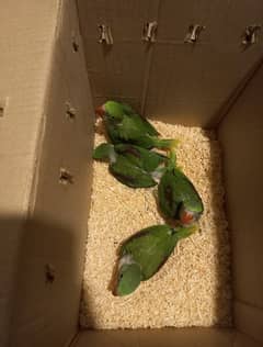 raw chicks healthy active registerd from isb wild life