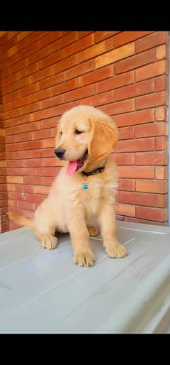 Pedigree Golden retriever Female puppy