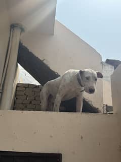 Bully and golteria cross