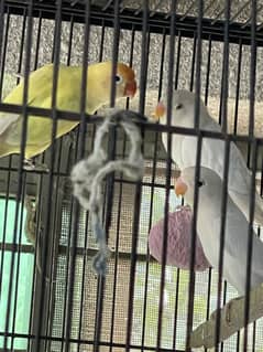Near to breed good quality love birds for sale