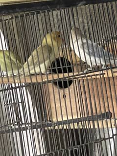Near to breed good quality love birds for sale