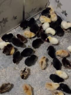 golden misri or austrolap chicks
