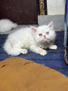 White perisan kitten/ Triple Long coated/odd eye's punch face