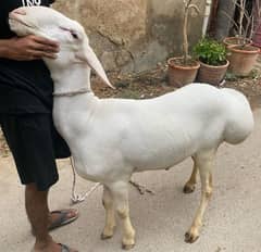 Pure White Turkey Dumba