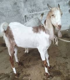khassi bakra