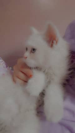 Persian kitten