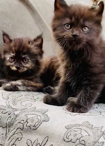 Persian Grey Kitten Available 0
