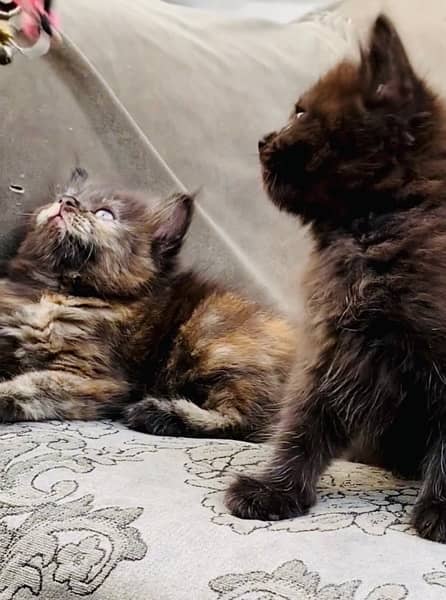 Persian Grey Kitten Available 1
