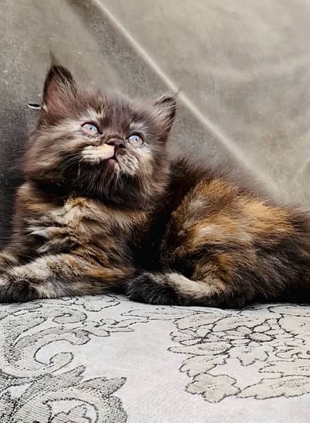 Persian Grey Kitten Available 2
