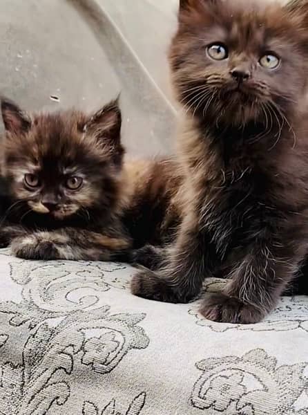Persian Grey Kitten Available 3