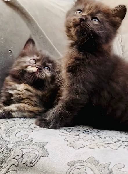 Persian Grey Kitten Available 4