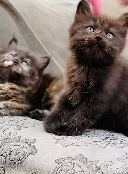 Persian Grey Kitten Available 5