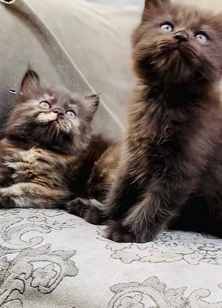 Persian Grey Kitten Available 6