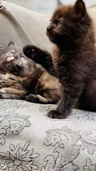 Persian Grey Kitten Available 7