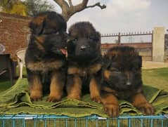 German Shepherd Puppies For Sale Only for Pet lover family