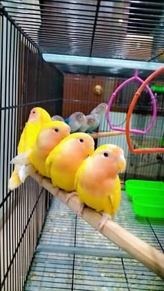 love birds