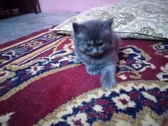 Persian