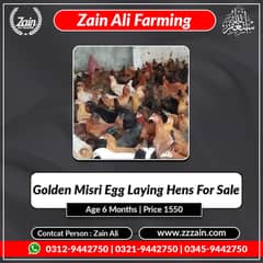 Fresh Eggs Every Day! Egg-Laying Chickens Available Now Healthy | Pro