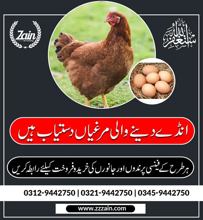 Fresh Eggs Every Day! Egg-Laying Chickens Available Now Healthy | Pro — photo 2