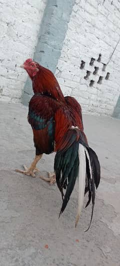 Mianwalii