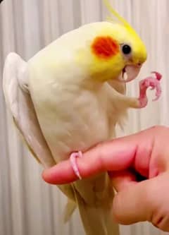 cocktail Parrot full handtame and love birds whatsapp 0316 1591591