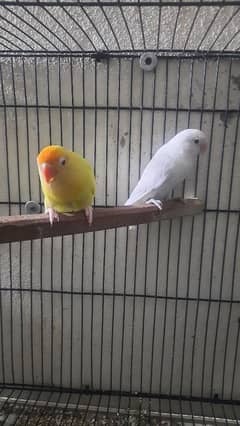 love