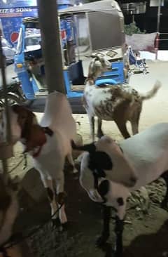 qurbani ke bakre