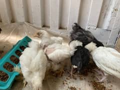 bantum chicks