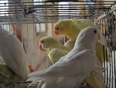 CREAMINO ALBINO PASTELINO SPLIT ALBINO per pair