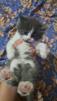  Cute Persian Kittens (Oreo Kitty) Looking for Loving Homes! 
