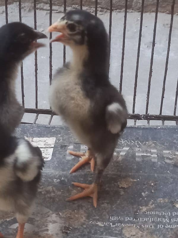White Shamu & Black shamu chicks available. 16
