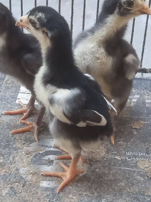 White Shamu & Black shamu chicks available. 17