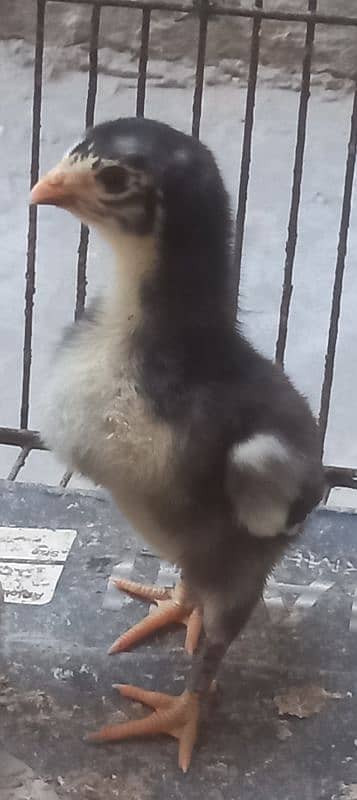 White Shamu & Black shamu chicks available. 18