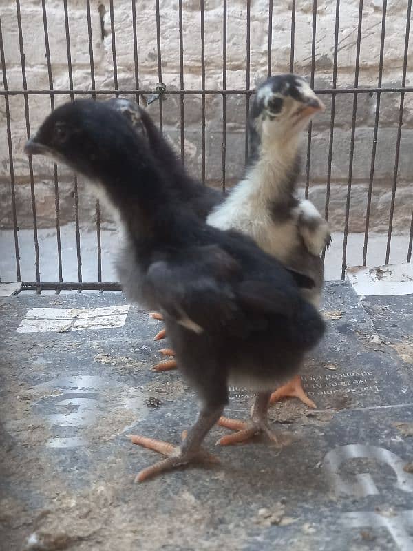White Shamu & Black shamu chicks available. 19