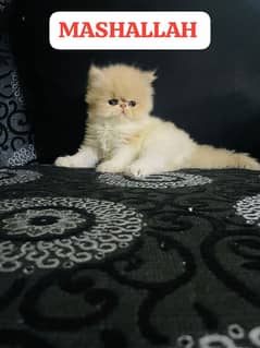 cfa bloodline peki female kitten cat
