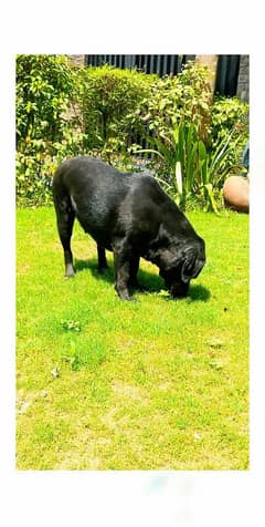 labrador