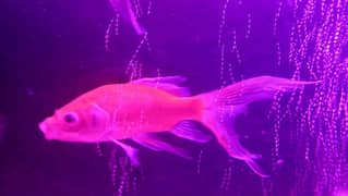 goldfish