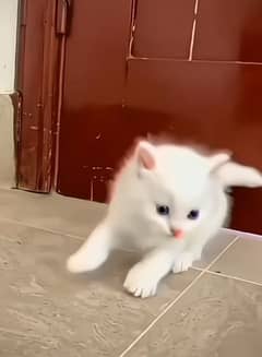Low Rs| Cat| baby| Blue Eyes| Persian| Kittens| Punch: