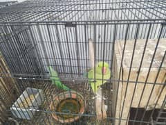 Ringneck parrot
