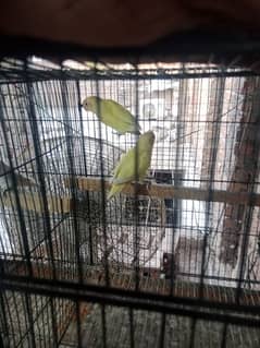 setup for sale breeder pears