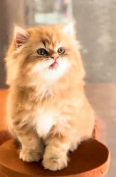 Low Rs| Cat| baby| Blue Eyes| Persian| Kittens| Punch'