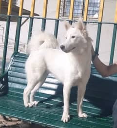 Russian