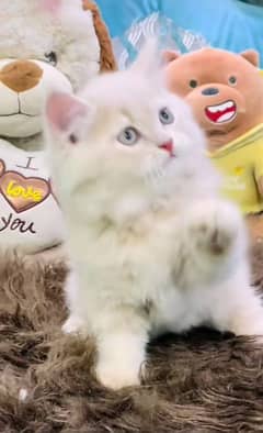 Low Rs| Cat| baby| Blue Eyes| Persian| Kittens| Punch"